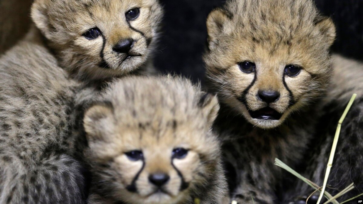 Habitat Di Afrika Menciut Populasi Cheetah Menurun