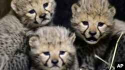 Three newly-born cheetahs rest at their enclosure in Prague's zoo, Czech Republic.