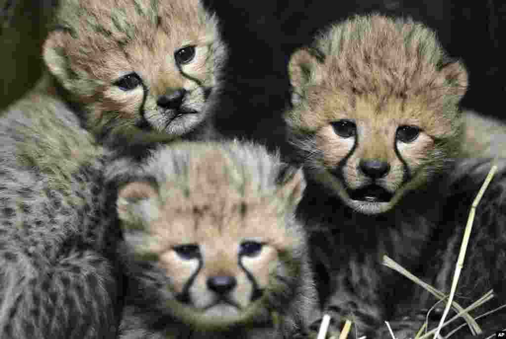 Ba trong số bốn con báo cheetah sinh tư mới chào đời ở vườn thú Praha, Cộng hòa Czech.