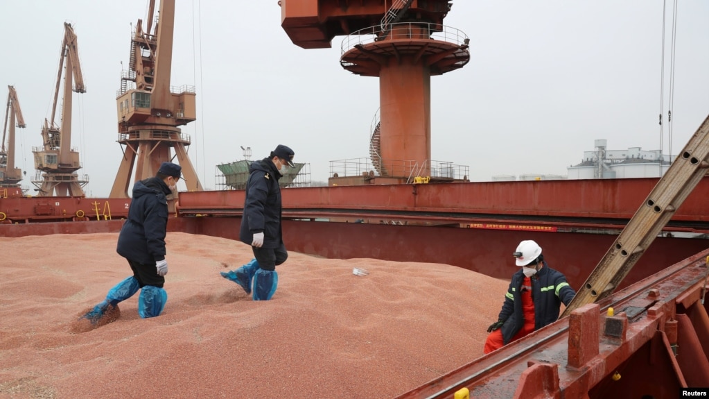资料照片:中国江苏南通港的海关官员在检查美国运来的高粱。（2020年2月11日）(photo:VOA)