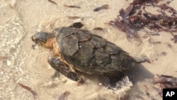 FILE - An endangered turtle is released back into the warm waters of Watamu on Kenya’s coast, Jan. 16, 2016.