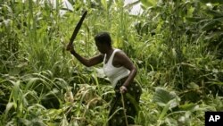 Moçambique tem que aumentar produção agrícola - FMI