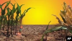 Corn crop on parched dirt/Drought