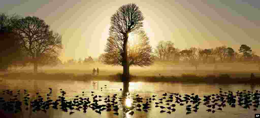 Birds stand on the frozen surface of a pond as the sun rises over in Bushy Park, London, Jan. 17, 2022.