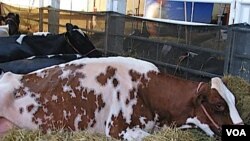 Las muertes fueron consecuencia de la falta de agua y pasturas y no por enfermedades.