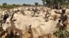 ‘Yan Bindiga Sun Sace Shanu 1,500 a Borno