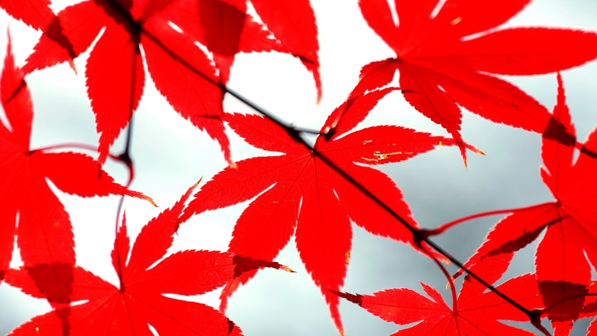 Growing Trees From Seeds - Vimarsana News