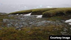 The moss banks of Signy, off the Antarctic Peninsula. (Credit: P. Boelen)