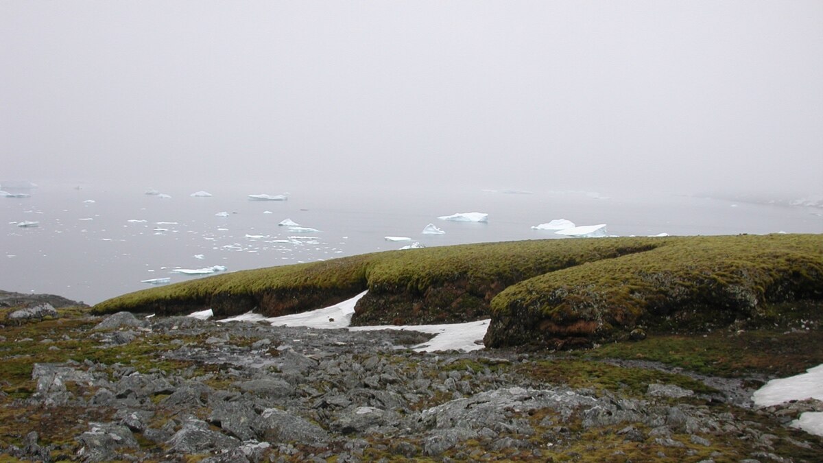 This moss survived 165 million years — and now it's under threat