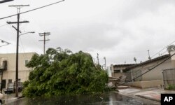 Downed trees and power lines are viewed near a school in downtown Los Angeles, Feb. 17, 2017. A major Pacific storm unleashed downpours and fierce gusts on Southern California.