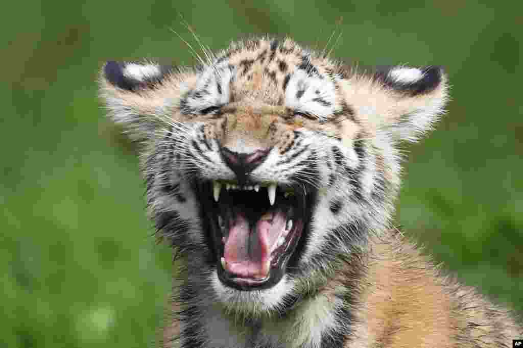 A little Siberian tiger hisses in the outdoor enclosure at the Animal Park Hagenbeck, in Hamburg, Germany.