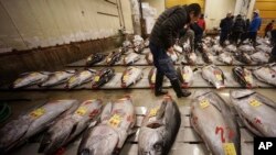 Seorang pembeli memeriksa ikan-ikan tuna segar sebelum dilelang di pasar ikan Tsukiji, Tokyo, Jepang (foto: ilustrasi). 