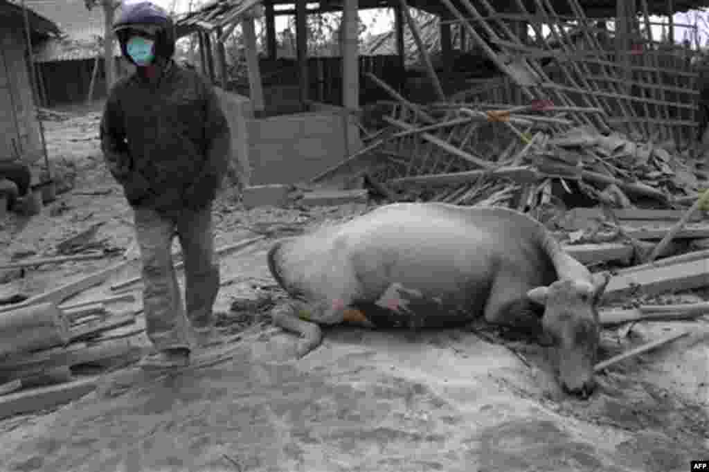 A villager walks past a buffalo killed in the Mount Merapi eruption in Kinahrejo, Yogyakarta, Indonesia, Wednesday, Oct. 27, 2010. A volcanic eruption and a tsunami killed scores of people across Indonesia. (AP Photo/Gembong Nusantara)