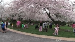 Spectacular Cherry Blossoms in Maryland Lure International Visitors