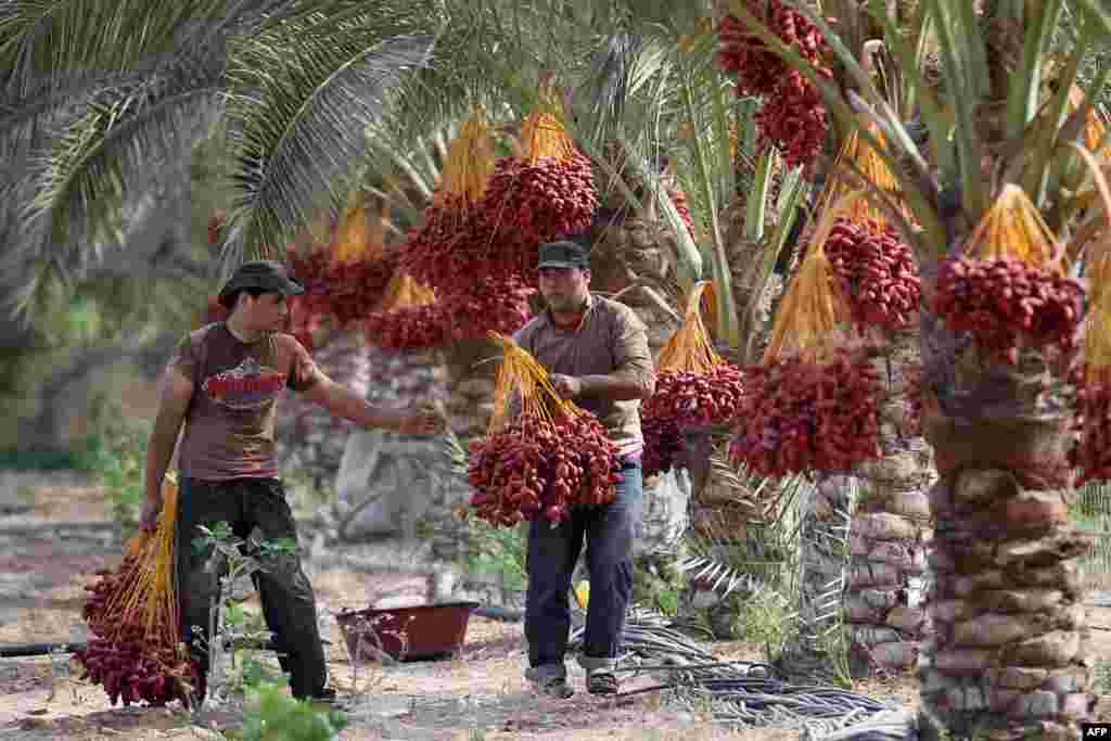 Palestinian farmers harvest dates in Khan Yunis, in the southern Gaza Strip.