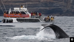 Off the coast of Sydney, passengers aboard a boat are treated to a spectacular whale show, ( Whale Watching Sydney)