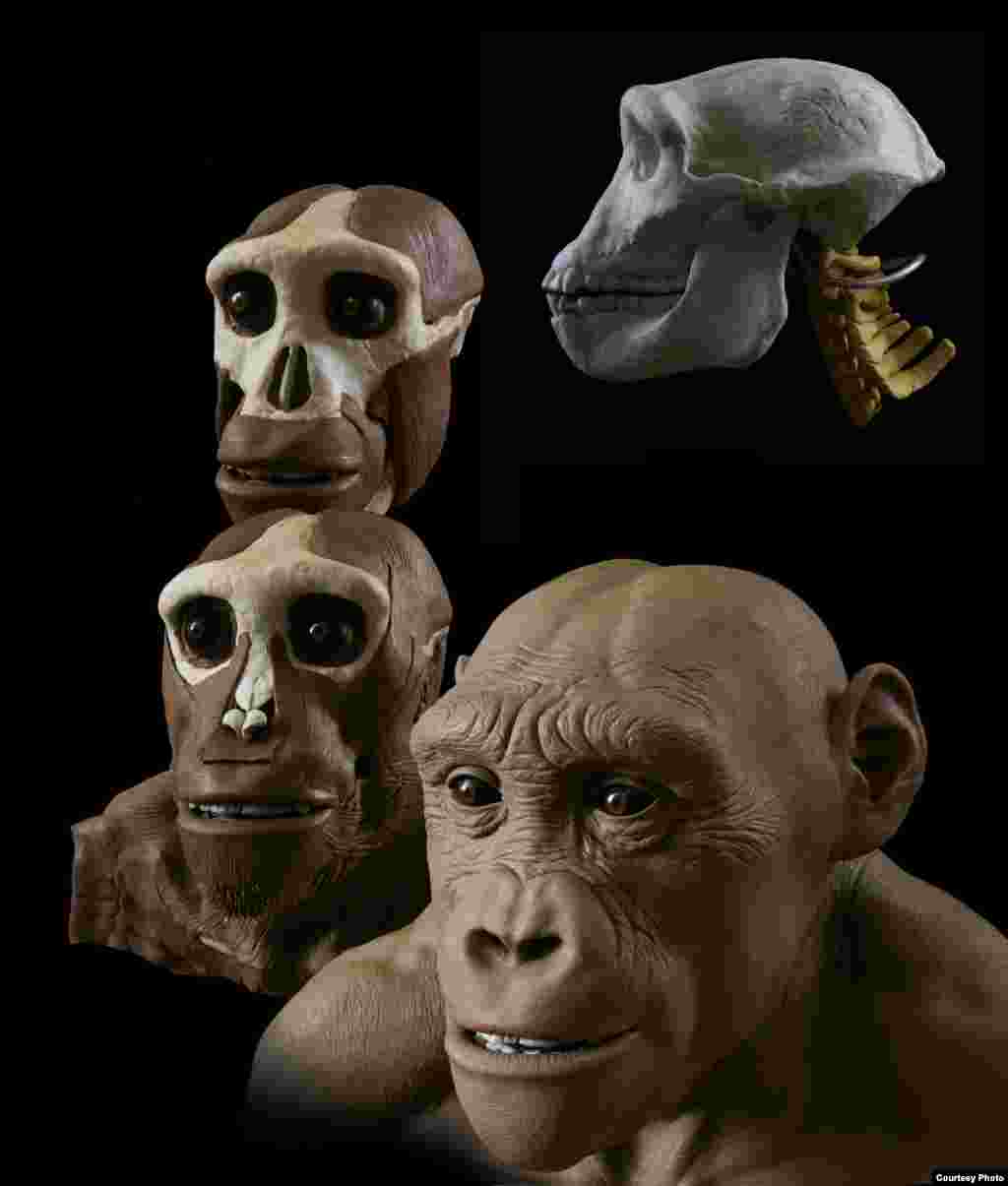 The artist takes cues from the fossilized skull and knowledge of human and ape anatomy to create forensically accurate models. (John Gurche, “Shaping Humanity”)