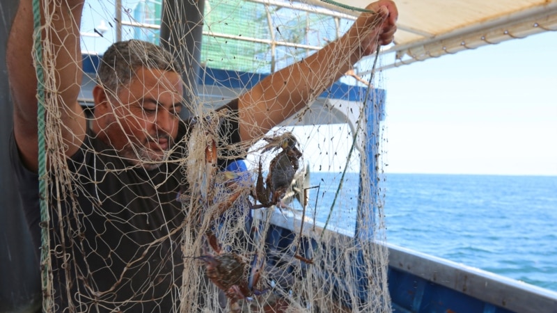 Le crabe bleu, prédateur redoutable devenu proie prisée en Tunisie