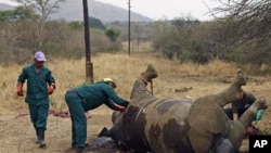 Workers perform a post-mortem on the carcass of a rhino after it was killed for its horn by poachers at the Kruger national park in Mpumalanga province, South Africa, September 14, 2011.