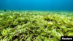 Seagrasses are seen in the Indian Ocean above the world's largest seagrass meadow and one of the biggest carbon sinks in the high seas, at the Saya de Malha Bank within the Mascarene plateau, Mauritius March 20, 2021. (Tommy Trenchard/Greenpeace/Handout v