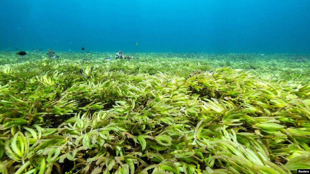 Seagrasses are seen in the Indian Ocean above the world's largest seagrass meadow and one of the biggest carbon sinks in the high seas, at the Saya de Malha Bank within the Mascarene plateau, Mauritius March 20, 2021. (Tommy Trenchard/Greenpeace via REUTERS)