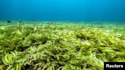 Seagrasses are seen in the Indian Ocean above the world's largest seagrass meadow and one of the biggest carbon sinks in the high seas, at the Saya de Malha Bank within the Mascarene plateau, Mauritius March 20, 2021. (Tommy Trenchard/Greenpeace via REUTERS)