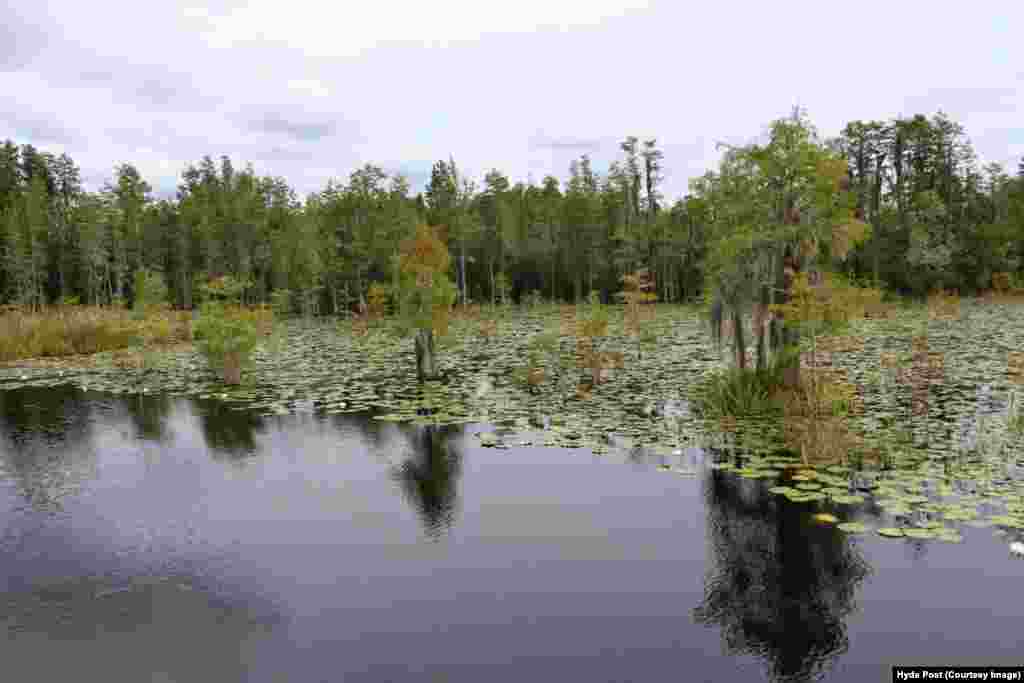 Okefenokee’s black water provides a perfect reflection of the trees and sky above