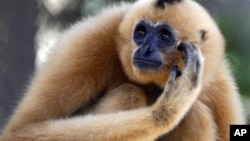 A yellow-cheeked crested gibbon relaxes in a cage at Cambodia's Phnom Tamao Zoo in Takeo province, about 45 kilometers (28 miles) south of Phnom Penh, Cambodia, Friday, Aug. 29, 2008. 