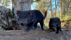 Tasmanian devils are seen in Australia in this undated handout image. (Aussie Ark/Handout via Reuters)