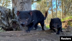 Tasmanian devils are seen in Australia in this undated handout image. (Aussie Ark/Handout via Reuters)