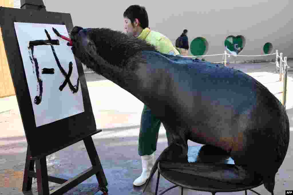 یک شیر دریایی ۱۳ ساله در یک پارک آبی در یوکوهاما ژاپن در حال نوشتن کلمه &laquo;سگ&raquo;. بر اساس طالع بینی چینی سال ۲۰۱۸ سال سگ نامگذاری شده است. &nbsp;