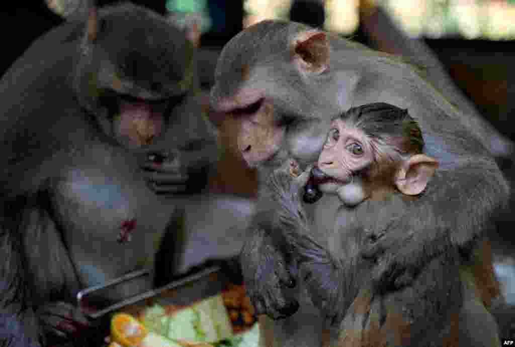 میوه خوردن میمون ها در یک روز تابستانی گرم در هند &nbsp;
