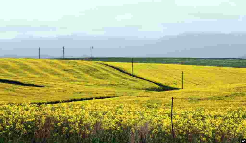 A field of flowering canola crops are seen on a farm outside Heidelberg in the Western Cape Province, South Africa.
