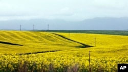 A field of flowering canola crops are seen on a farm outside Heidelberg in the Western Cape Province, South Africa, Monday, Sept. 13, 2021.