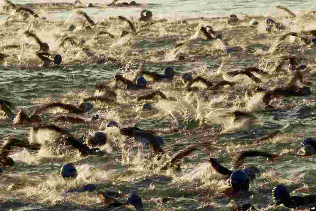 Athletes start in the swim race at the Ironman World Championship Triathlon, Oct. 14, 2017 in Kailua-Kona, Hawaii.