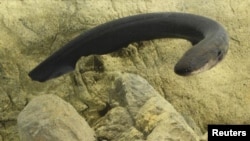An electric eel (Electrophorus electricus) is pictured in this undated handout photo. (K. Catania / Handout) 