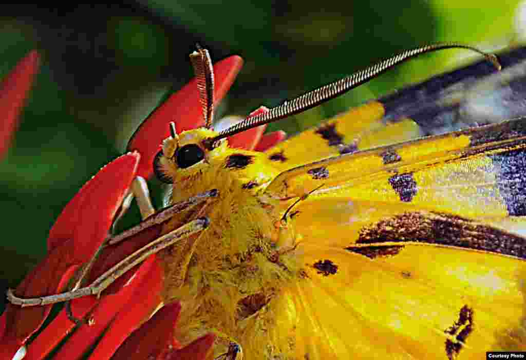 在越南前江省首府美萩的永长塔园地花朵上看到一只鲜黄色的蝴蝶。（照片由美国之音听众提供）