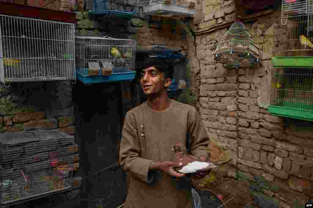 Kabutar sotuvchisi. Kobul, Afg'oniston.