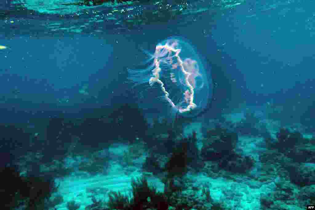 A Jelly fish swims over dead coral on the ocean bed in Straits of Florida near Key Largo, Florida.