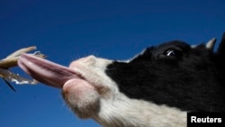 内蒙古呼和浩特郊外一座小农场的奶牛在吃草。（资料照）