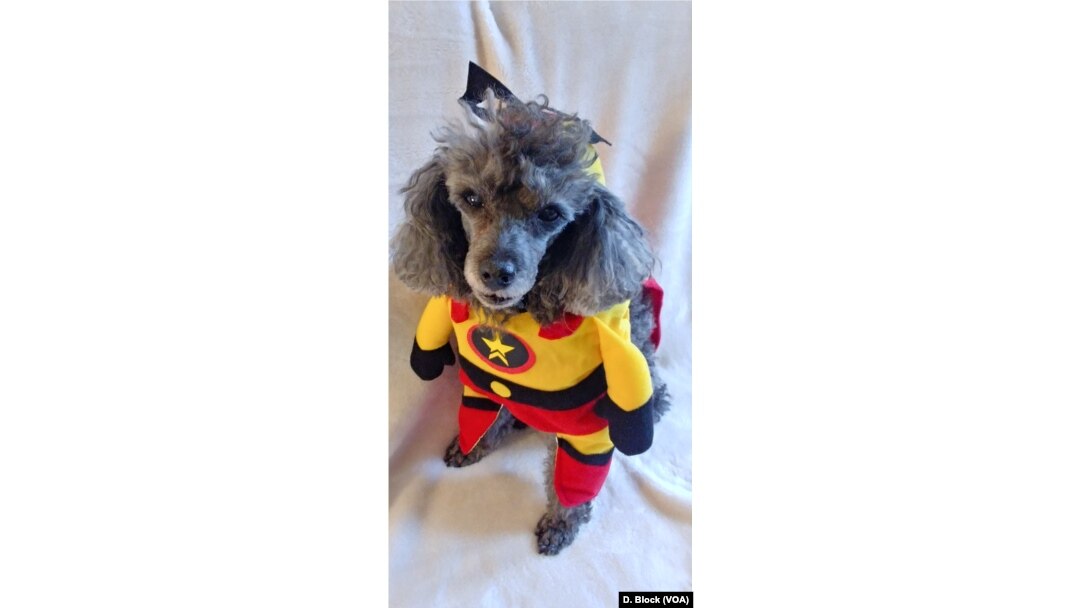 Un dog con disfraz de súper héroe preparado para Halloween.