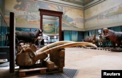 FILE -- Elephant tusks are seen near stuffed animals at the Royal Museum for Central Africa in Tervuren, near Brussels Jan. 22, 2014. After a five-year renovation, the museum reopened, Dec. 8, 2018.