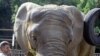 Karena Cuaca Dingin, Gajah di Alaska Dipindah ke California