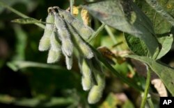 Soybeans are seen in a field on the Grant Kimberley farm, Sept. 2, 2016, near Maxwell, Iowa.