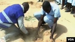 Students plant a tree in Pitoua town, near Garoua, Cameroon, Feb. 10 2018. (M. Kindzeka/VOA)