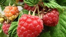 In this June 19, 2013 photo, raspberries grow on the patio of a home near Langley, Wash.