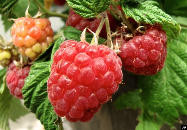 In this June 19, 2013 photo, raspberries grow on the patio of a home near Langley, Wash.