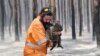Australians Help Koalas, Other Animals Survive Fires