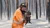 Study: Nearly 3 Billion Animals Harmed in Australian Wildfires