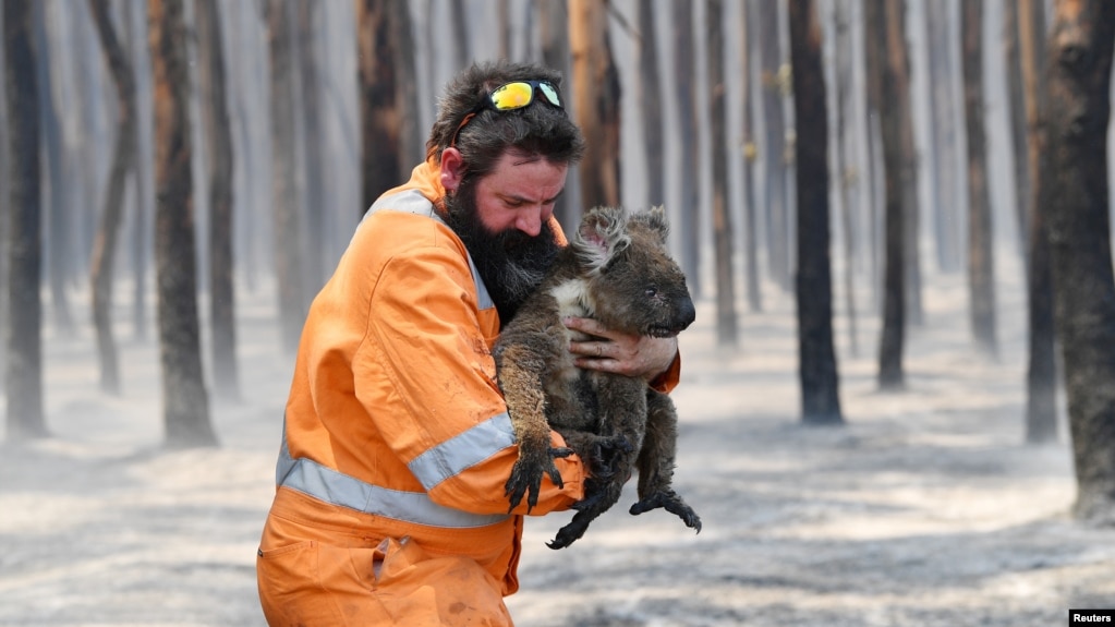 Adelaide wildlife rescuer Simon Adamczyk is seen with a koala rescued at a burning forest near Cape Borda on Kangaroo Island, southwest of Adelaide, Australia. (Credit: AAP Image/David Mariuz)